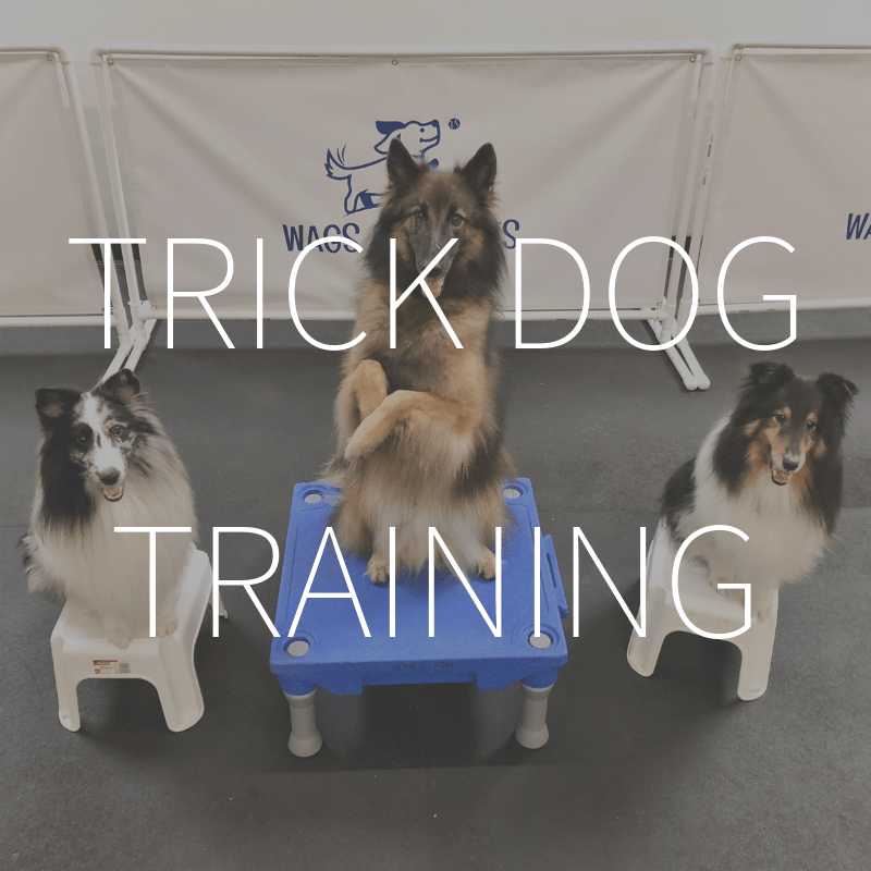 Trick Dog Training