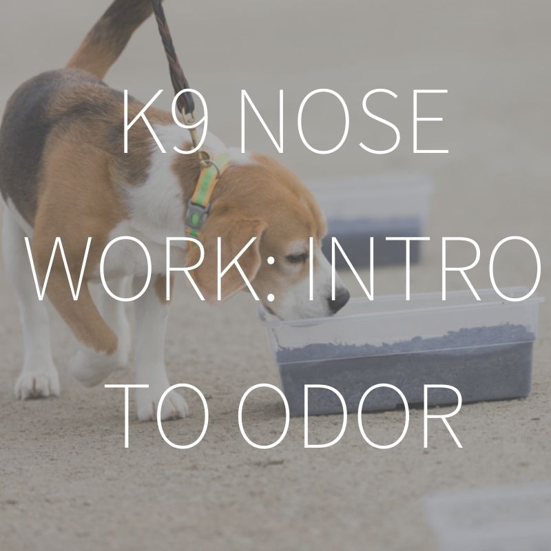 Nose Work – Intro To Odor